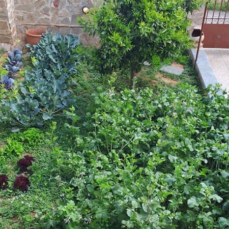 הוילה Pikérmion Peaceful House Near Airport מראה חיצוני תמונה