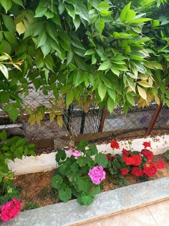 הוילה Pikérmion Peaceful House Near Airport מראה חיצוני תמונה